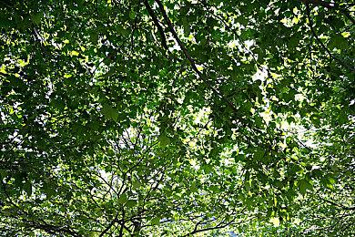 Switch免费MOBA《宝可梦：大集结》下载超900万