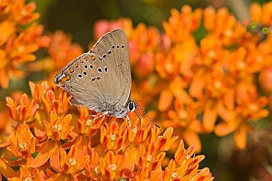 《漫威暗夜之子》官方发布预告片现已推出！